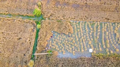 Drone shots of wheat fields in rural area of Pakistan Stock Footage 199277896