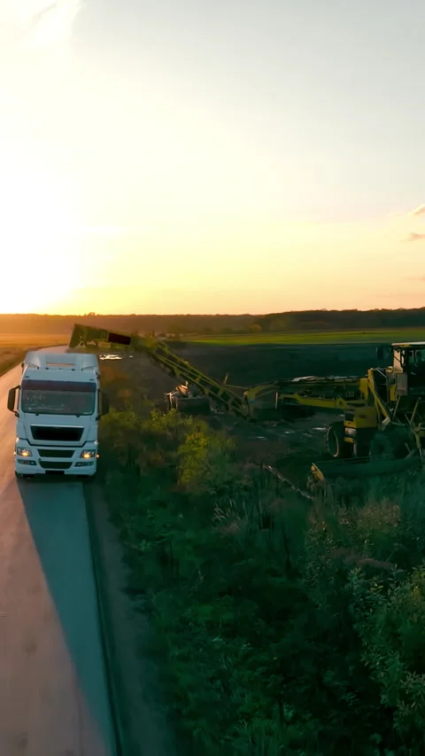 Drone shows beet harvest at sunset. A truck is loaded with sugar beets straight Stock Footage 313758143