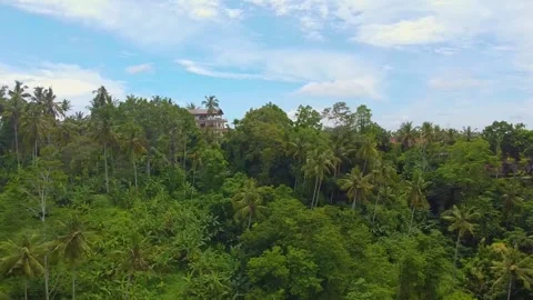 Drone shows dense palm forest in tropical Ubud, Bali, featuring tall trees, thic Stock Footage 309256747
