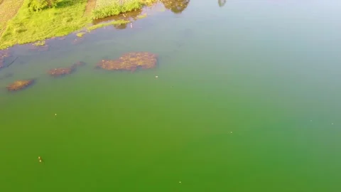 Drone shows floating bamboo fish cages in Danau Batur, Bali used in aquacultur Stock Footage 309257744