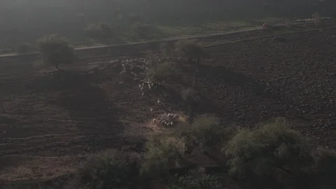 Drone Side Shot of Sheep Flock in Open Field Stock Footage 325388151