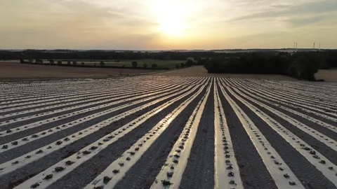 Drone Side Tracking Shot Across Rows of Growing Melon Field Stock Footage 339371545