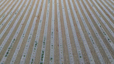 Drone Side Tracking Shot Across Rows of Growing Melon Field Stock Footage 339372010