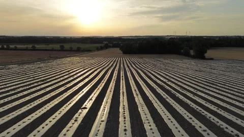 Drone Side Tracking Shot Across Rows of Growing Melon Field Stock Footage 339372016