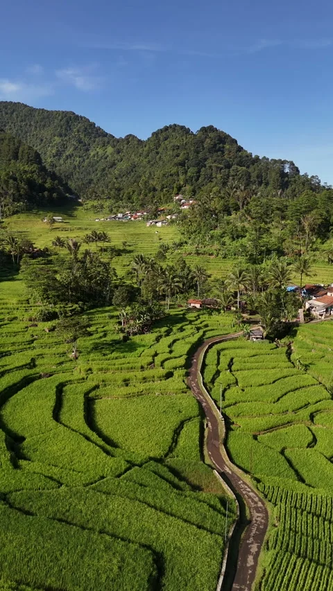 Drone Side Tracking Shot Over Rice Fields and Rural Road, Indonesia 스톡 동영상 327515145