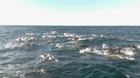 Drone Side View of Large Pod of Common Dolphins Migrating Stock Footage 337051631