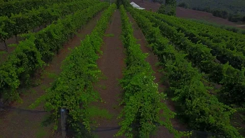 Drone sideways over grape vines Vidéo 231134931