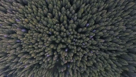 Like a drone from the sky sits in the forest Stock Footage 103464243