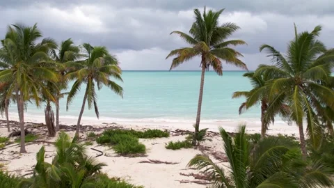 Drone slips through palm trees revealing beautiful turquoise ocean water Vídeo Stock 233428138