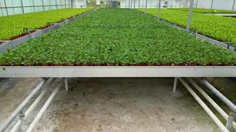 Drone - Slow Backup View of Planter Beds -Small Greenhouse Stock Footage 314227300