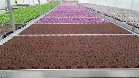 Drone - Slow Down to Up Cruise Over Different Plants - Small Greenhouse Stock Footage 314227365