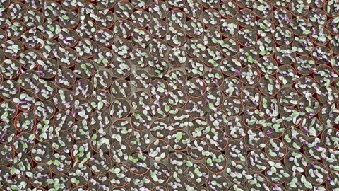 Drone - Slow Down to Up Cruise Over Different Plants - Small Greenhouse PART Stock Footage 314227371