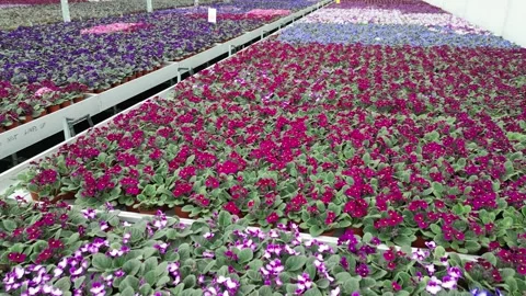 Drone - Slow Down to Up Cruise over Flower Beds - High Greenhouses Stock Footage 314227382