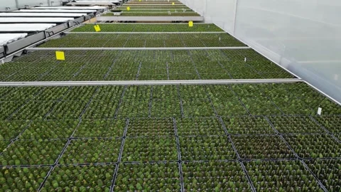 Drone - Slow Down to Up Cruise over Small Cactus' - Small Greenhouse Stock Footage 314227389