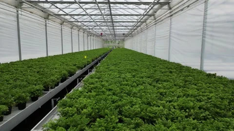 Drone - Slow Down to Up Forward Cruise of 1 Outdoor Plant + Employees - Smal Stock Footage 314227390