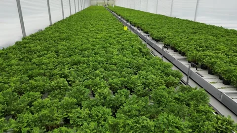 Drone - Slow Down to Up Forward Cruise of 1 Outdoor Plant + Employees - Smal Stock Footage 314227394