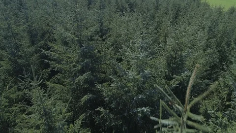 Drone Slow Flight Over Pine Tree Canopy Stock Footage 88961962