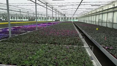 Drone - Slow left to Right of Flower Beds - Big Greenhouse Stock Footage 314226687