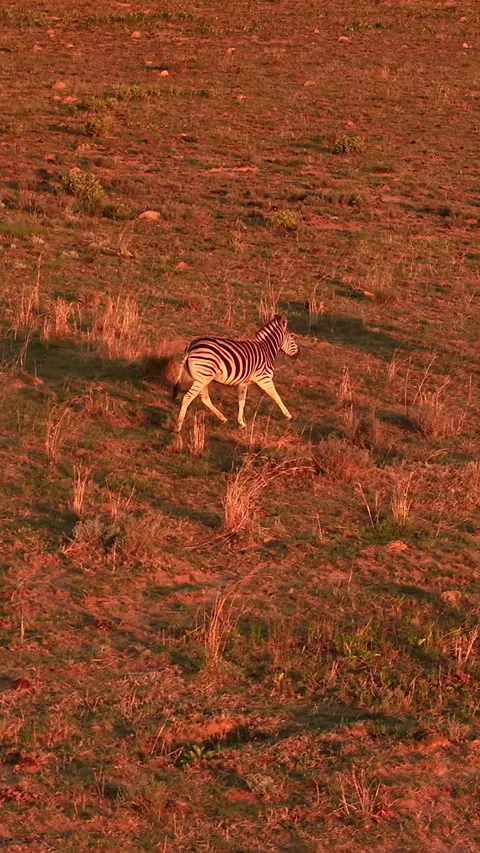 Drone slow motion of zebra running across open plains at sunset 스톡 동영상 327387662