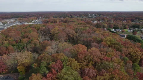 Drone slow over colorful fall trees Stock Footage 170316081