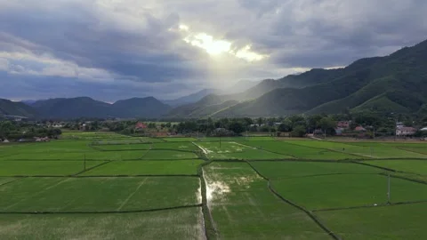 Drone slow push-in over green rice fields with god rays breaking through clouds Stock Footage 336610487