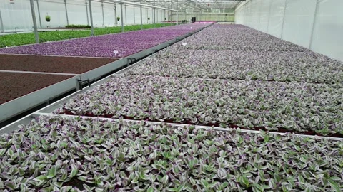 Drone - Slow Right to Left of Different Plants - Small Greenhouse - PART 2 Stock Footage 314226737