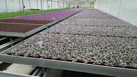 Drone - Slow Right to Left of Different Plants - Small Greenhouse Stock Footage 314226775