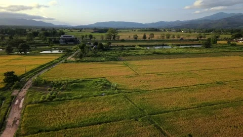 Drone slow tracking shot over golden rice fields with distant mountains 스톡 동영상 335792687