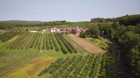 A Drone Slowly Descends Over An Apple Orchard And Barn Stock Footage 329800936