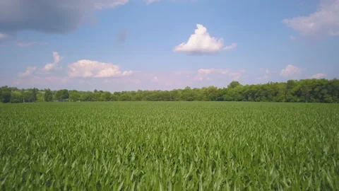Drone slowly flies over large field of corn. Vídeo Stock 134490779
