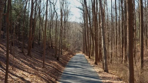 Drone slowly flying forward above a road through trees with dead leaves on the Stock Footage 125287617
