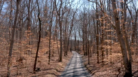 Drone slowly flying forward above a road through trees with dead leaves on the Stock Footage 125287634