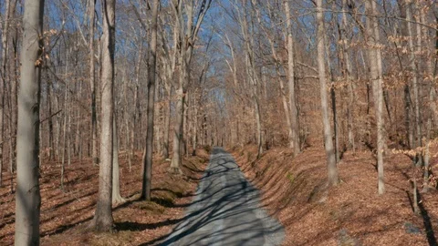 Drone slowly flying forward above a road through trees with dead leaves on the Stock Footage 125287675