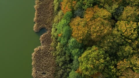 Drone slowly flying forward over beautiful spring forrest and lake Stockbeeldmateriaal 335995474