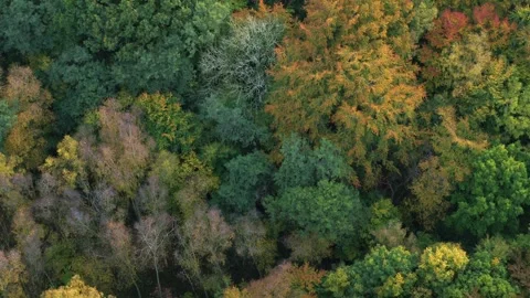 Drone slowly flying forward over beautiful spring forrest Stock Footage 335995668