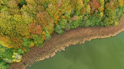 Drone slowly flying sideways over beautiful spring forrest and lake Stock Footage 335995718