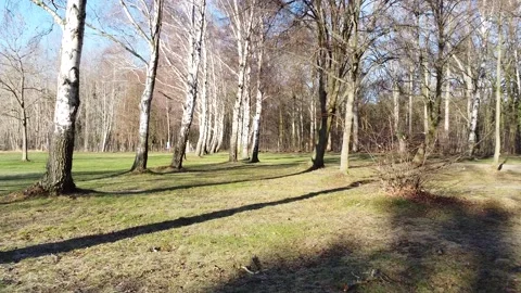 Drone slowly flying through trees Stock Footage 167701826