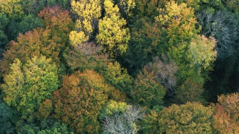 Drone slowly moving forward over beautiful spring forrest Stock Footage 335996457
