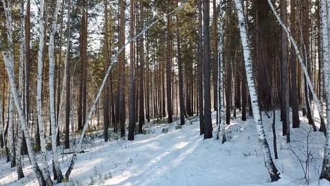Drone slowly moving forward through winter forest on a sunny winter day Stock Footage 104845674