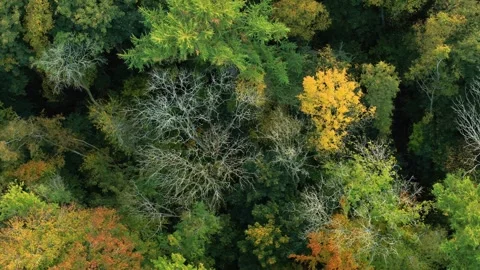 Drone slowly moving sideways over beautiful spring forrest Stockbeeldmateriaal 335996383
