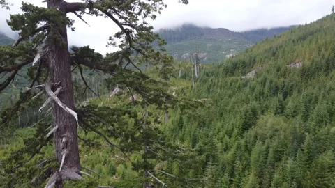 Drone slowly proceeds down the height of Big Lonely Doug near Port Renfrew, BC Stockbeeldmateriaal 164007004