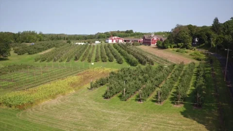A Drone Slowly Rises Over An Apple Orchard Stock Footage 329800929