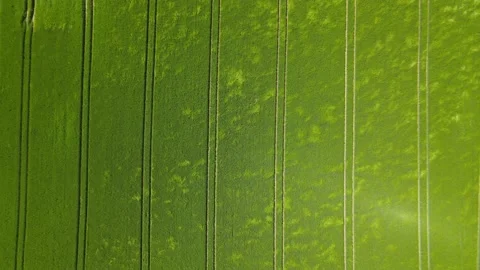 Drone slowly sinks onto fresh green crop field moved by the wind Stock Footage 164614242