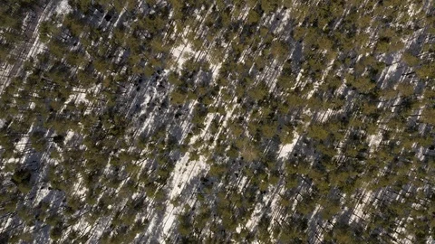 Drone smoothly descending over spring forest on a sunny day Stock Footage 124978073