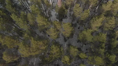 Drone smoothly rising up from forest Stockbeeldmateriaal 243229182