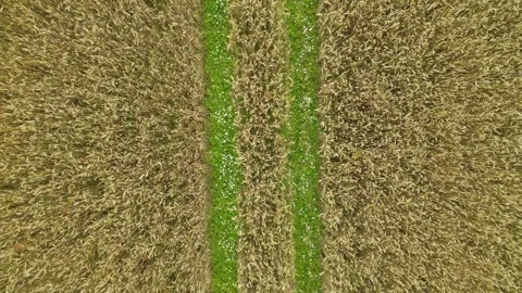 Drone soars into the air over a golden grain field Stock Footage 165095298