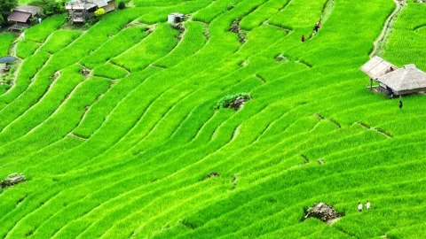 Drone soars over the breathtaking the rice terraces. Video stock 250149170