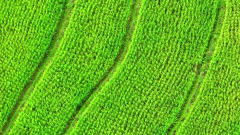Drone soars over the breathtaking the rice terraces. Stock Footage 250149332