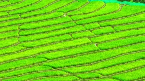 Drone soars over the breathtaking the rice terraces. Video stock 250149403