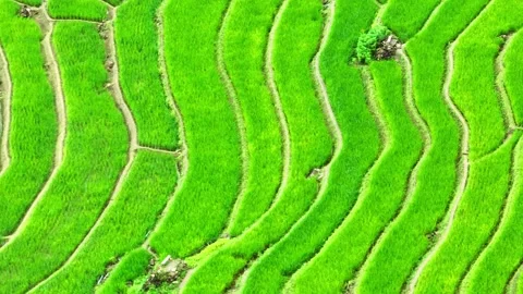 Drone soars over the breathtaking the rice terraces. Stock Footage 250149496